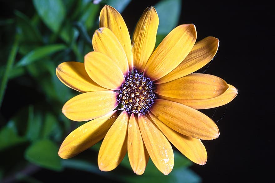 Cape Marguerite, Blume, Pflanze, gelbe Blume, Blütenblätter, blühen, Natur, Nahansicht, Sommer-, Gelb, Blütenblatt