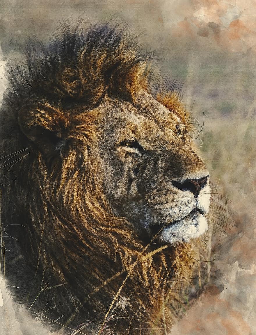 leijona, kissa, kissan-, nisäkäs, villieläimet, Afrikka, eläin, saalistaja, safari, luonto, metsästäjä