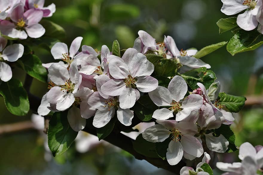 blomster, æbleblomster, afdeling, kronblade, knop, blomstre, flor, æbletræ, natur, tæt på, blad