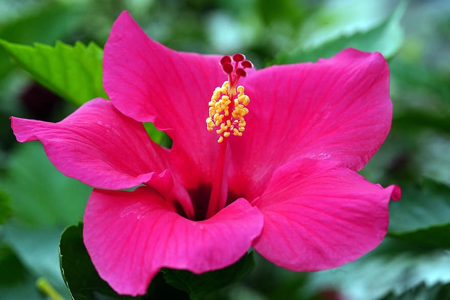 Hibiscus, gėlė, rožinis, flora