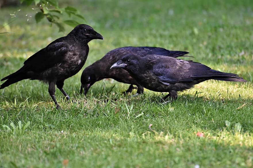 Raven, Crow, Raven Bird, Bird, Common Raven, Jackdaw, Carrion Crow, Black