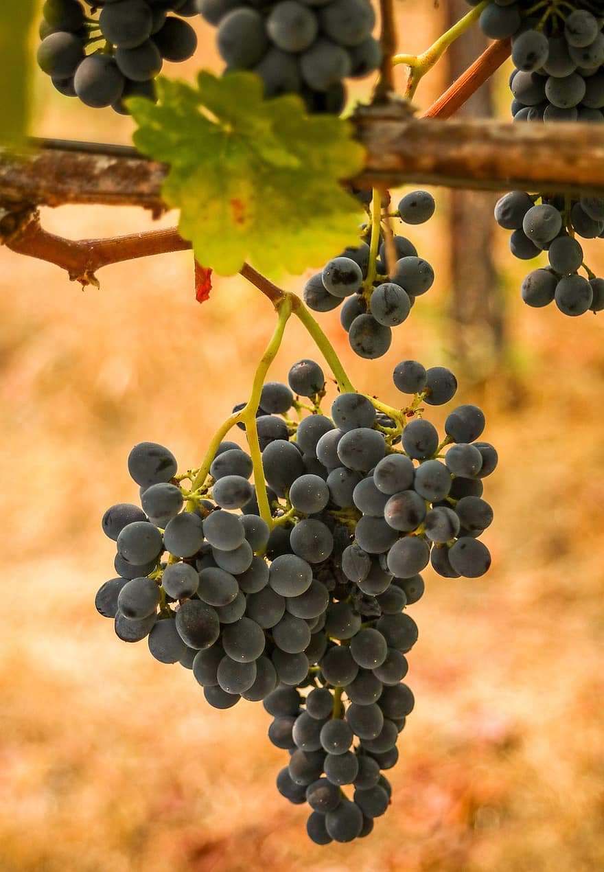 vīnogas, augļi, vīna dārzs, vīnkopība, vīns, syrah, shiraz, nogatavojies, ēdiens, veselīgi, vitamīnus
