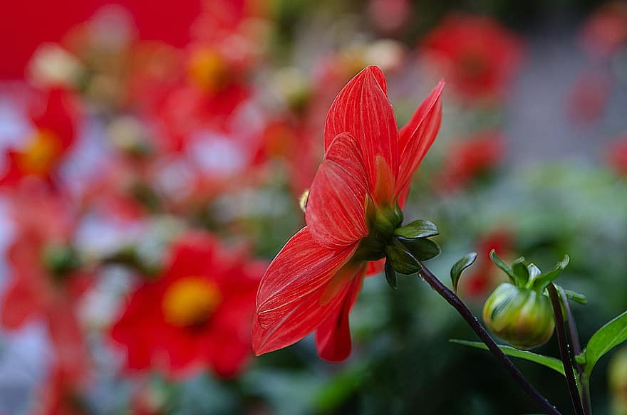 rød dahlia, blomst, anlegg, petals, blader, knopper, vakker, flora, hage, natur, nærbilde