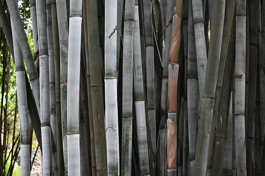 bambu, crescimento, floresta, textura, plantar, fechar-se, folha, origens, árvore, cor verde, madeira