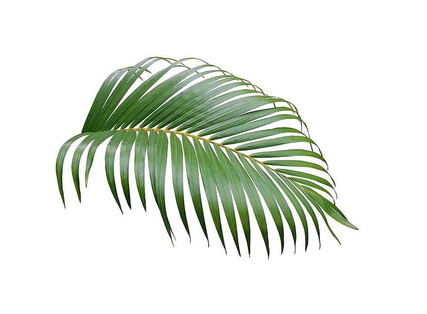 palmu, lapas, tropu, augu, raksturs, koks, eksotiski, kokosriekstu, botānika, frond, vasarā