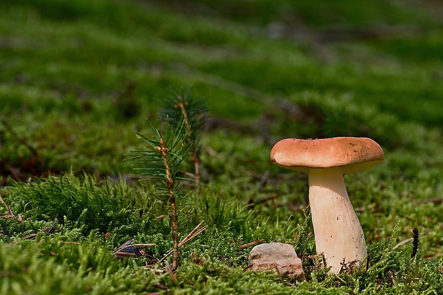 houba, disk houba, věda o houbách