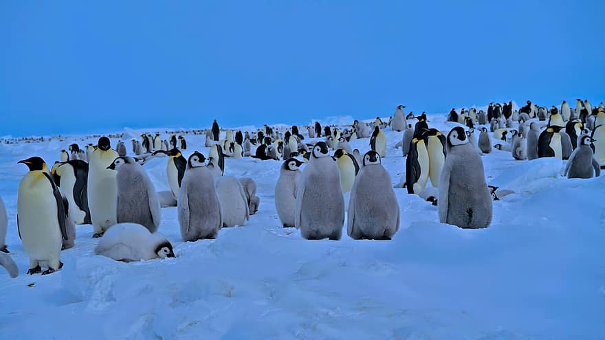 pinguinos, fauna silvestre, Polo Sur, paisaje, animales, naturaleza, desierto