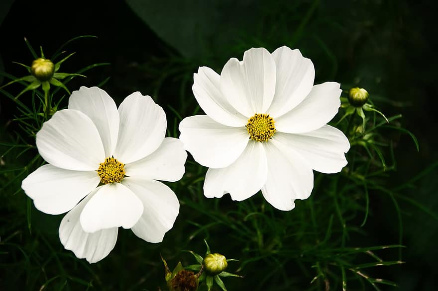 cosmo del giardino, cosmo bianco, fiori, fiori bianchi, fioritura, fiorire, pianta fiorita, pianta ornamentale, pianta, flora, natura