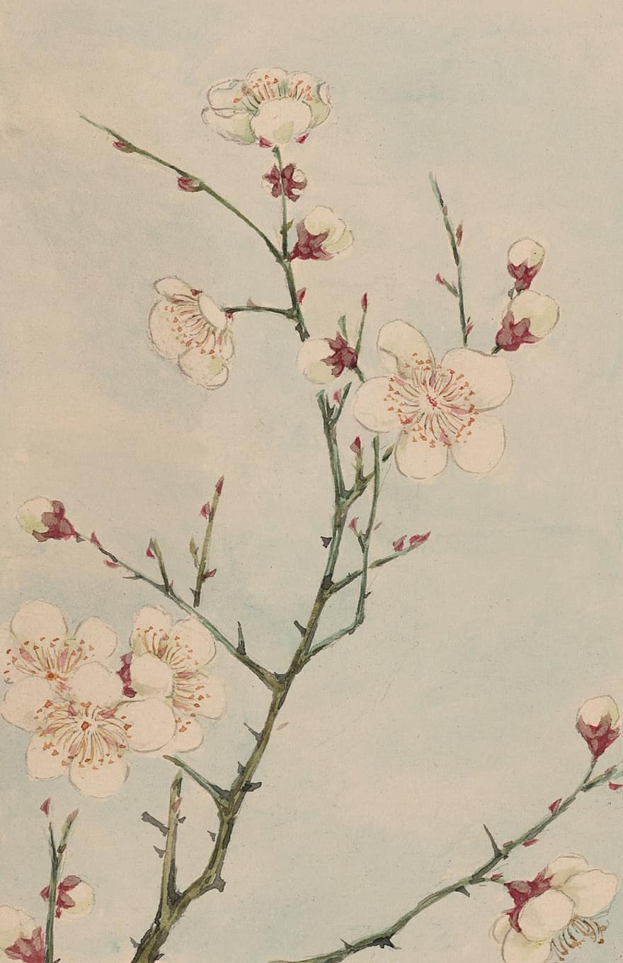 Watercolour, Watercolor, Art, Painting, Vintage, Japanese, Nature, Plants, Botany, Botanical, Floral