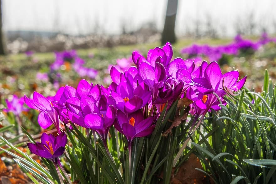 クロッカス、フラワーズ、庭園、紫色の花、花びら、紫色の花びら、咲く、花、フローラ、春の花、植物
