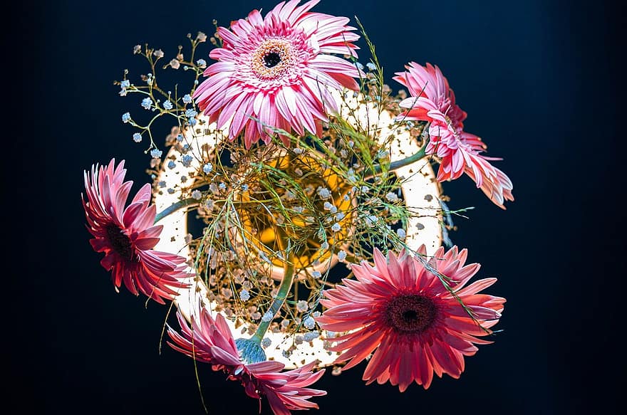barbertono ramunėlė, gėlės, apdaila, ornamentas, gerbera, žiedlapių, gėlių, gėlė, augalų, Daisy, gerbera Daisy