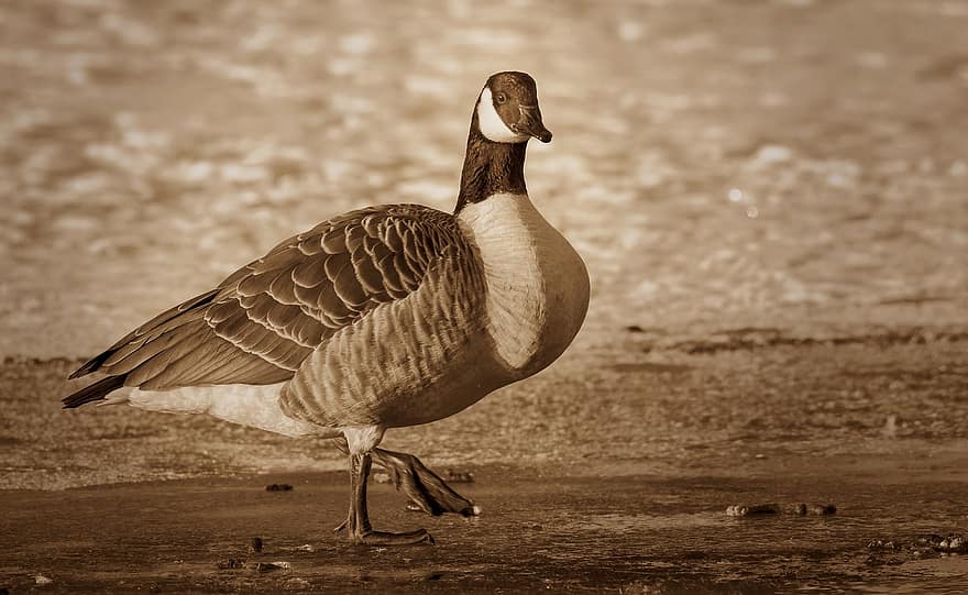 Goose, Canada Goose, Bird, Winter