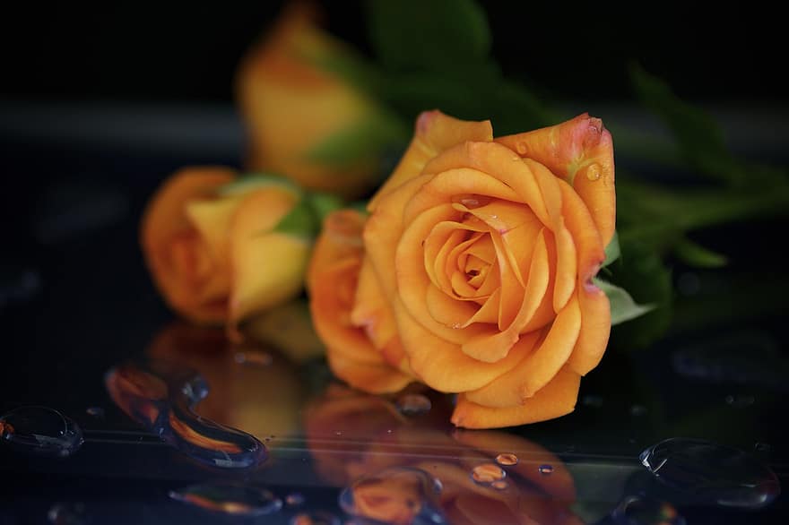 Róża, kwiat, rosa, mokro, krople rosy, pomarańczowa róża, pomarańczowy kwiat, płatki, kwiat cięty, dekoracyjny, krople deszczu
