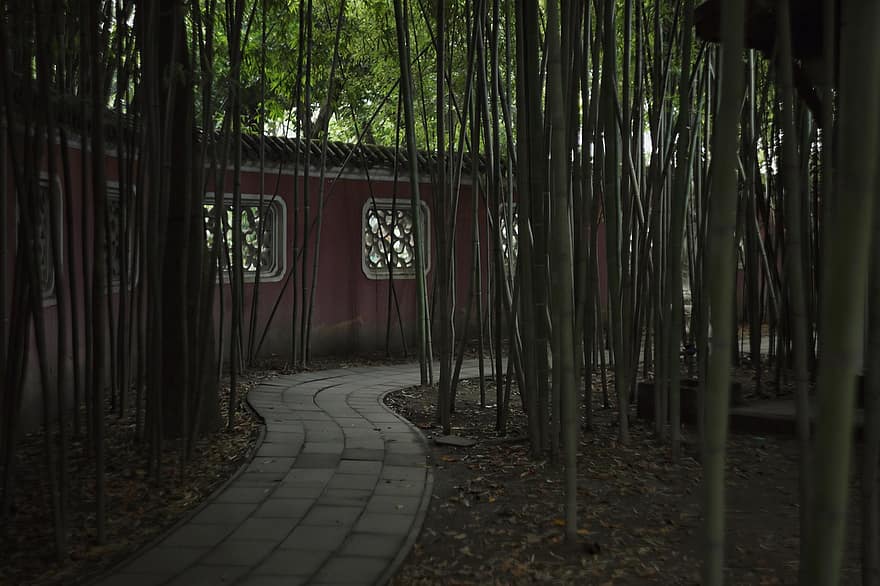 Sichuan, bambusa dārzs, bambusa, dārzs, ainavu, koki, mežs, lapas, koks, augu, gājēju celiņš