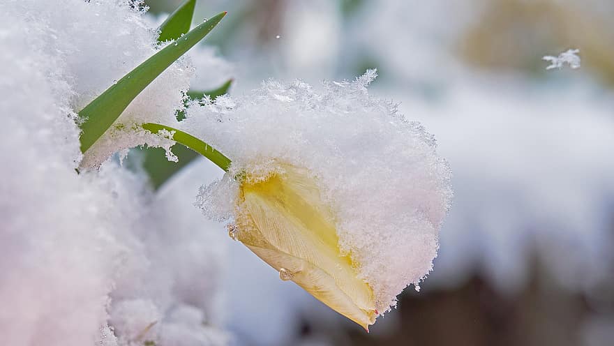 Tulpe, Schnee, Schneekristalle, Eiskristalle, Winter, Wintereinbruch, später Frost, Jahreszeit, blühen, Blume