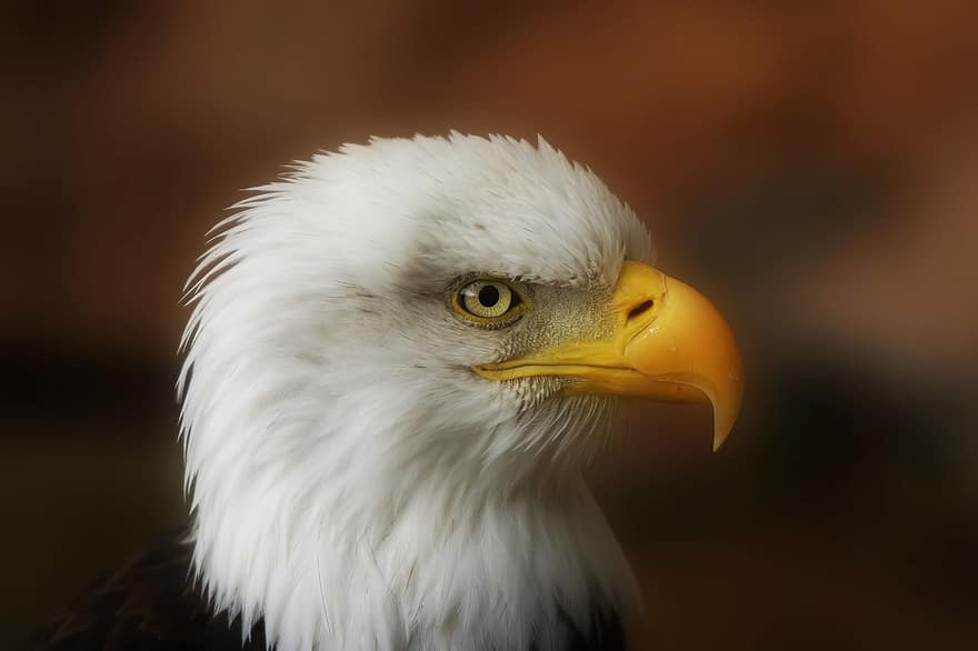 raptor, Águila calva, cabeza, cabeza de águila, ave de rapiña, pájaro, cuenta, águila de cola blanca, AVE silvestre, Estados Unidos, plumaje
