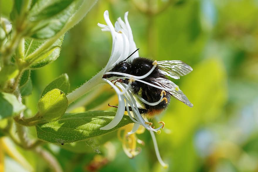 honeysuckle, मधुमक्खी, परागन, फूल, कीट, जंगली फूल, कोरिया गणराज्य, पौधा, मैक्रो, क्लोज़ अप, हरा रंग