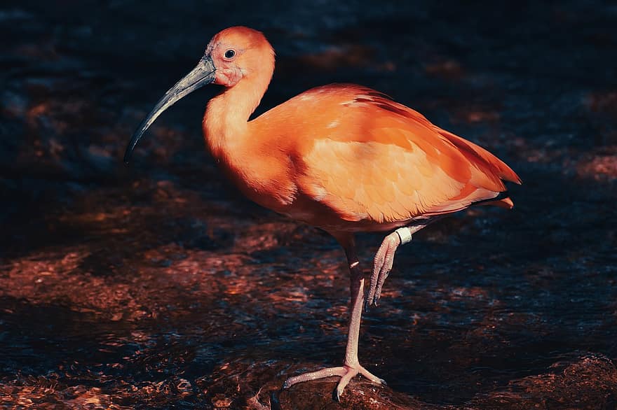 paukštis, „Scarlet ibis“, ornitologija, rūšis, fauna, paukščių, gyvūnas, laukinės gamtos, ibis, pobūdį, tierpark hellabrunn