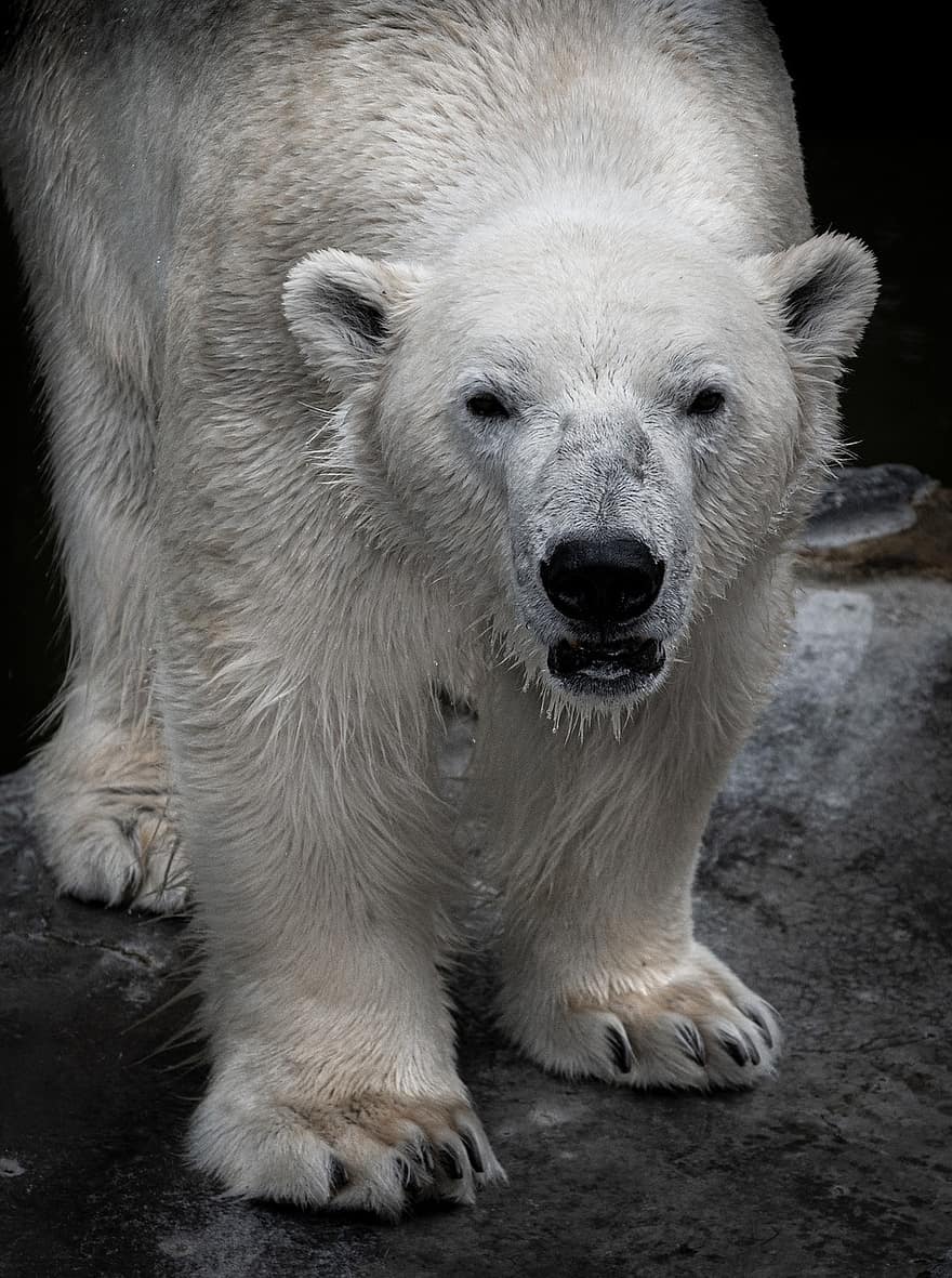 Niedźwiedź, Niedźwiedź polarny, lodowy miś, biały, futro, zwierzę