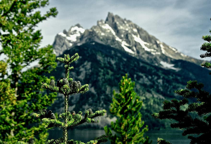 cây thông, cây, núi, chi nhánh, cây tùng bách, thường xanh, Thiên nhiên, công viên quốc gia, grand teton, hồ jenny, Dãy núi Teton