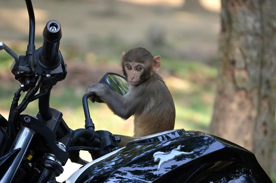 обезьяна, примат, обезьянничать, мотоцикл, велосипед, зеркало, живая природа, животное, млекопитающее, лес, зоопарк