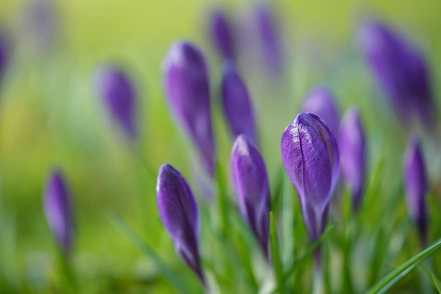 紫色の花、紫色のクロッカス、咲く花、クロッカス、花のつぼみ、春の花、牧草地、フラワーズ、花、閉じる、紫の