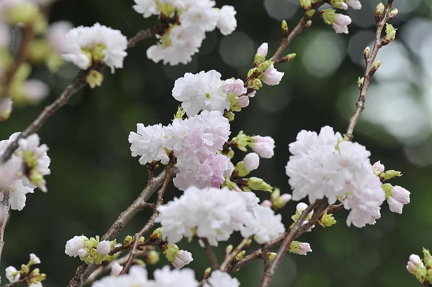 sakura, květiny, třešňové květy, bílé okvětní lístky, okvětní lístky, květ, flóra, jarní květiny, Příroda