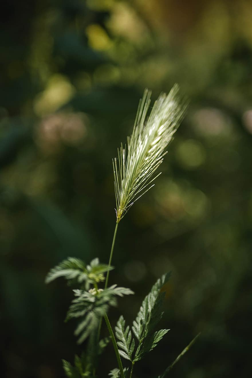 Grass, Plant, Spike, Leaves, Green, Nature, Field, Bokeh