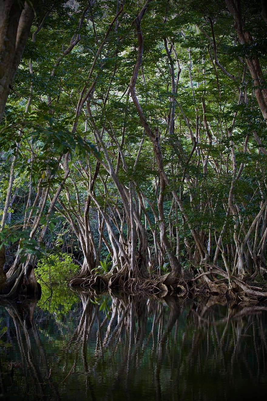 les mangroves, rivière, Sainte-Lucie, la nature, marais, zone humide, paysage, arbre, forêt, eau, feuille