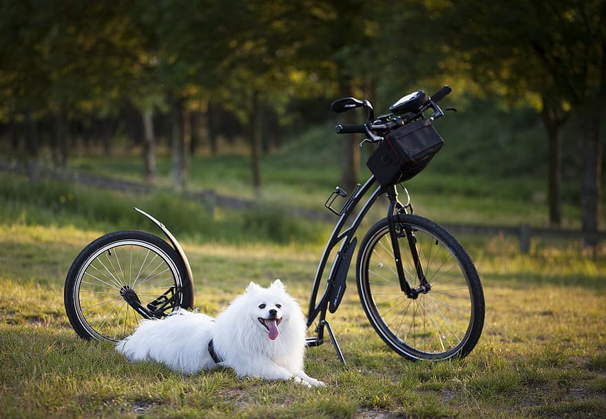 куче, скутер, велосипед, колела, спортен, движение, бягане, нараняване-, нараняване, природа, на открито