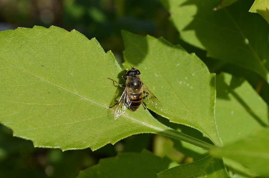 hoverfly, serangga, Daun-daun, terbang drone, bunga terbang, terbang syrphid, dedaunan, menanam, alam, makro