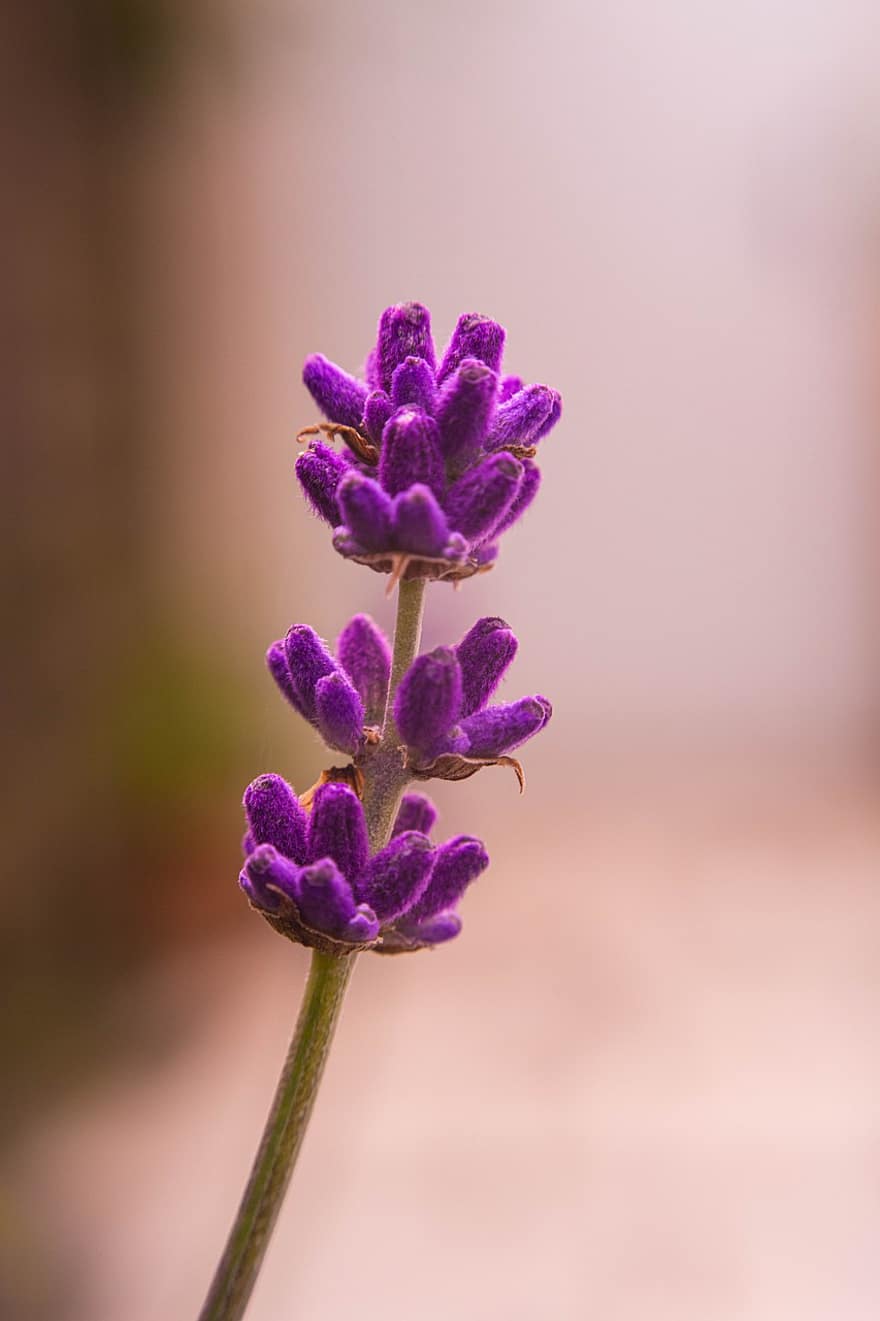 lavender, berkembang, bunga, taman, menanam, flora, ungu, alam, Perancis, provence, violet