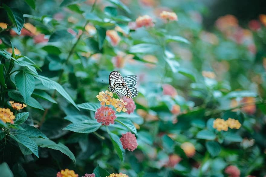 пеперуда, цвете, природа, насекомо, разцвет, цвят, лято, глухарче, цветен, пружина, растение
