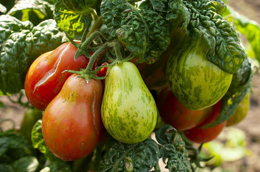 과일, 본질적인, 토마토, 건강한, 야채, 선도, 농업, 식품, 채색, 잎, 건강한 식생활