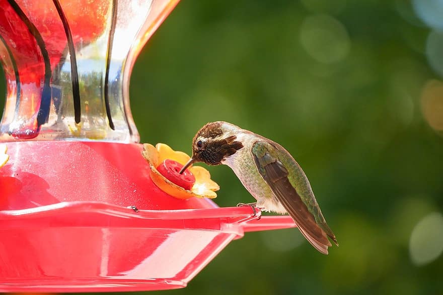 kolibri, fugl feeder, feeder, drikke, spise, natur, fugl, baggård, gårdhave, have, tæt på