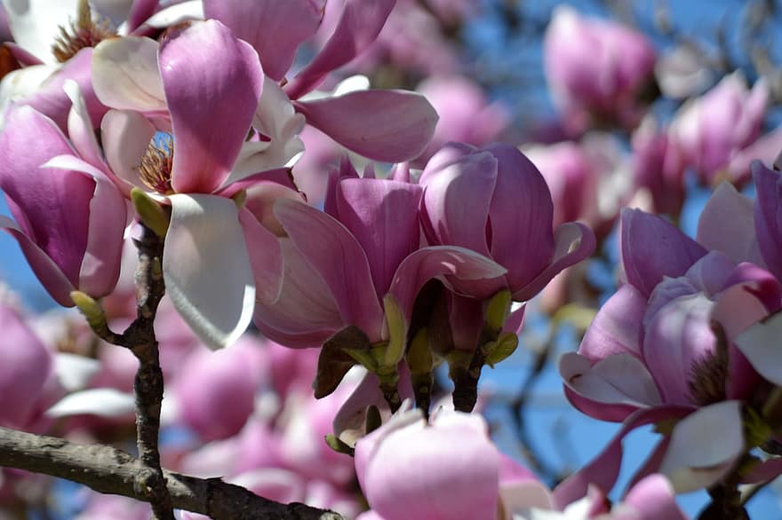 bloemen, magnolia, roos, groente, de lente, bloem, fabriek, detailopname, blad, bloemhoofd, roze kleur