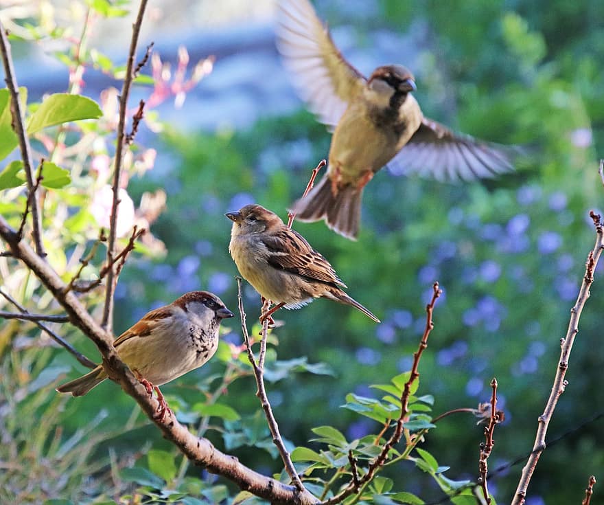 Birds, Sparrows, Wildlife, Flying, Wings, Trees, Branches