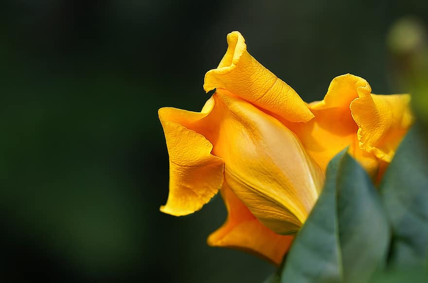blomma, botanisk, lian, trumpet, gul, Solandra Longiflor, tropisk, trädgård, natur, parkera, Solanaceae
