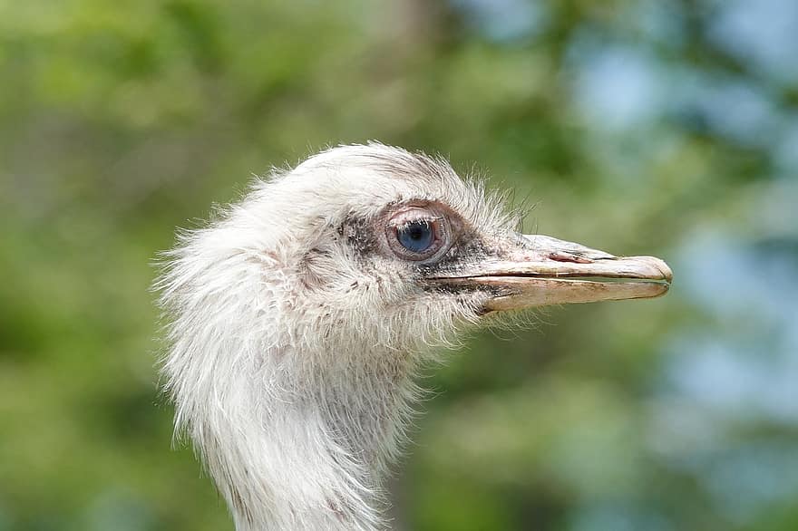 Ostrich, Bird, Beak, Feathers, close-up, feather, farm, grass, animal head, animal eye, animals in the wild