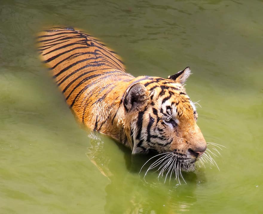 eläin, tiikeri, nisäkäs, laji, eläimistö, bengali-tiikeri, eläimiä, undomesticated kissa, kissan-, uhanalaiset lajit, raidallinen