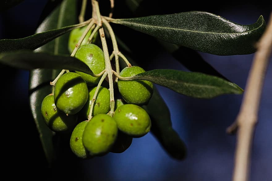 azeitonas, frutas de oliva, natureza