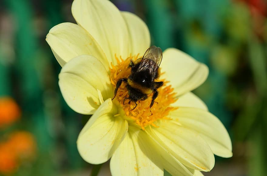 Blume, Hummel, Bestäubung, Insekt, Entomologie, blühen, Makro, Nektar, Biene, Pollen