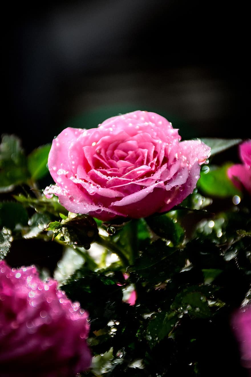 flor, rosa, Sant Valentí, rosa rosa, pètals de color rosa, gotes de rosada, llum solar, florir, flora, botànica, floricultura