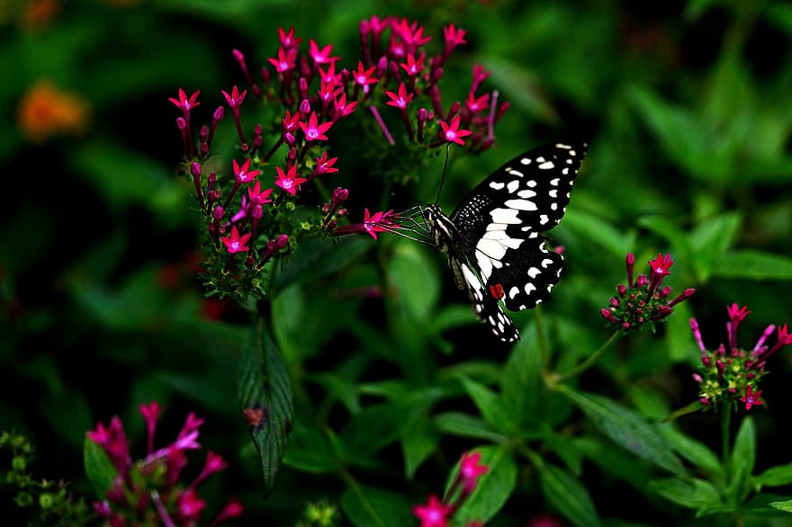 lime pillangó, pillangó, virágok, rovar, fecskefarkú pillangó, szárnyak, növény, közelkép, virág, nyári, többszínű