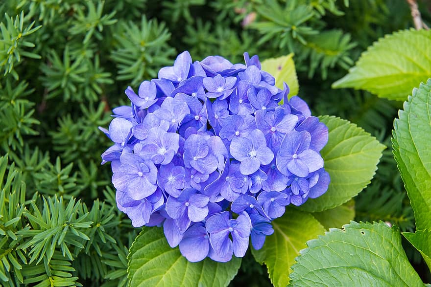 fiori, blu, fresco, giardino