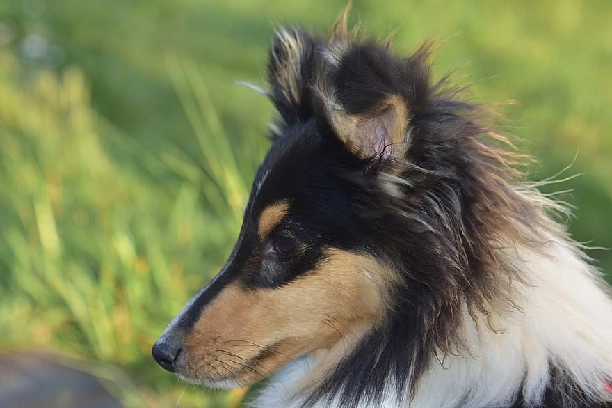 chien, Museau mince, Berger Shetland Stuart, couleur de chien tricolore, longue, animaux domestiques, chien de race, mignonne, canin, chiot, fermer