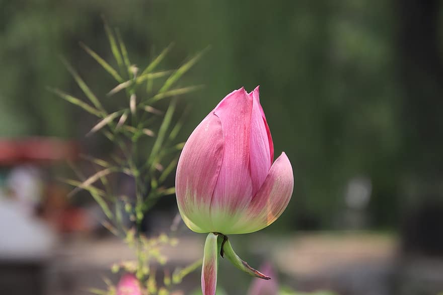 Lotus, Bud, Plant, Water Lily, Aquatic Plant, Flora, Blooming, Blossoming, Nature, Closeup
