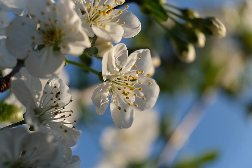 бяло цвете, черешово дърво, Черешови дървета Морело, листенца, цвят, пестик, дърво, пружина, тичинка