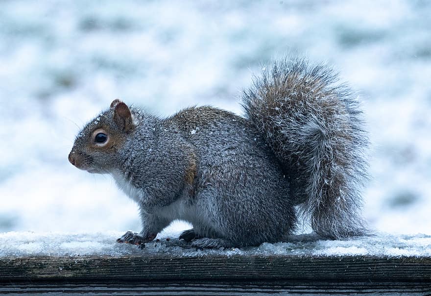 egern, gnaver, sne, vinter, dyr, pattedyr, dyreliv, natur, vinterlige, dyr i naturen, pels