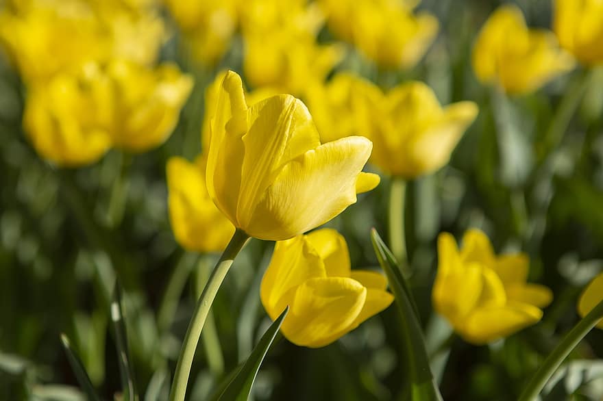 tulipany, kwiaty, roślina, tulipany ogrodowe, żółte tulipany, żółte kwiaty, płatki, kwiat, ogród, Natura